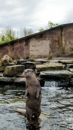 Asian Short Clawed Otter sat on a stone surrounded by water looking at the surroundings.の写真素材