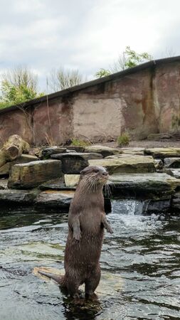 Asian Short Clawed Otter sat on a stone surrounded by water looking at the surroundings.の写真素材