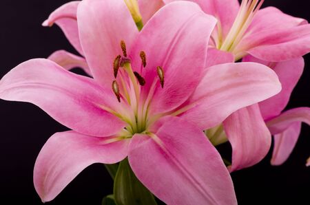 Stargazer Oriental Pink Lilly Lillies are a delicate but dramatic flower the pink one is said to represent wealth and prosperityの写真素材