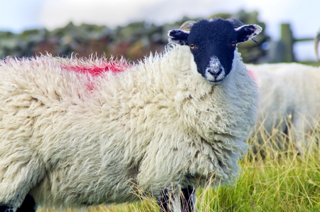 Swaledale Sheep are a hardy breed, found here on the North York Moors, Yorkshhireの写真素材