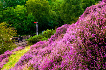 Goathland Station Signal. Overlooking a heritage railway station from the heather covered North York...