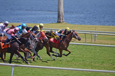 Closely bunched horses just out of the starting gate in a mile and a sixteenth race on grass at Gulfstream Park,Hallendale ,Florida on 5 April 2014 のeditorial素材