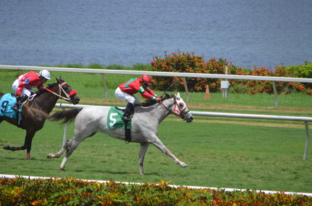 Stalra the number five horse in the stretch and on its way to winning a seven and one half furlong turf race at Gulfstream Park,Hallendale,Florida on 22 July 2017.のeditorial素材