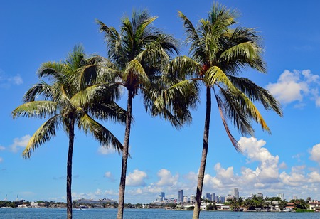 Scenic view of Miami skyline with palm trees of a Miami Beach condominium in the foreground.の写真素材