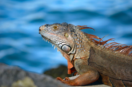 Green iguana sunning itself on the shores of the Florida Intra-coastal waterway on Miami Beach.