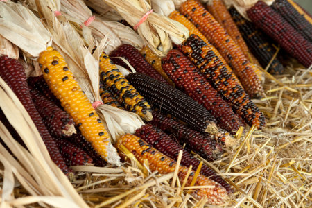 Bundles of Indian corn for sale at a farm market