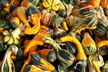 Miniature gourds for sale at a farm market