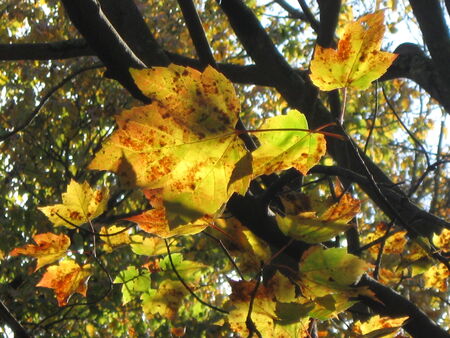 Fall Leaf Close-upの写真素材