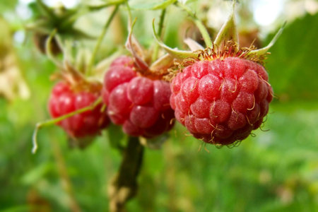 raspberries
