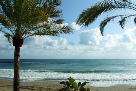 foreground palms, background the seaの写真素材