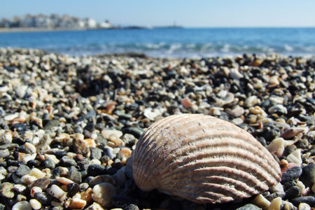 a shell on a beach