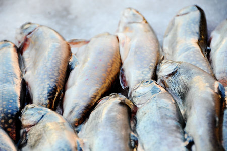 a few of trouts side by side