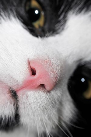 a male-cat. visible is only a part of the headの写真素材