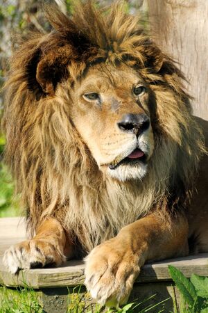 a lion lies on the ground and relaxesの写真素材