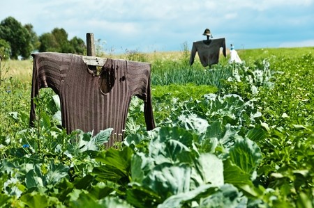 a scarecrow on a field where cultivated vegetablesの写真素材