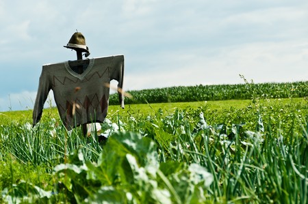 a scarecrow on a field where cultivated vegetablesの写真素材
