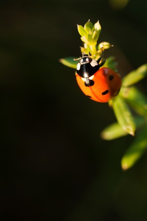 a ladybug (seven point) on a plant; sientific name: Coccinella septempunctataの写真素材