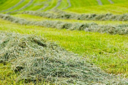 On a meadow, the hay was collected in linesの写真素材
