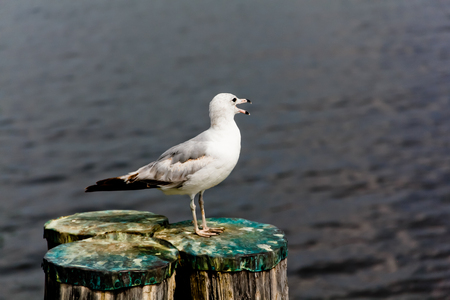 A pigeon, or a bird.の写真素材