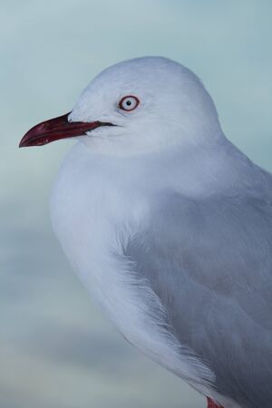 Seagull wating for scraps of food on the waterfront at Paihiaの写真素材