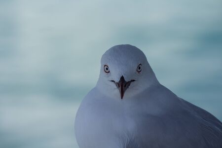 Seagull wating for scraps of food on the waterfront at Paihiaの写真素材