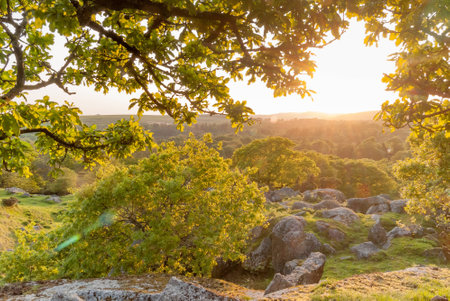 Sunset from the treesの写真素材