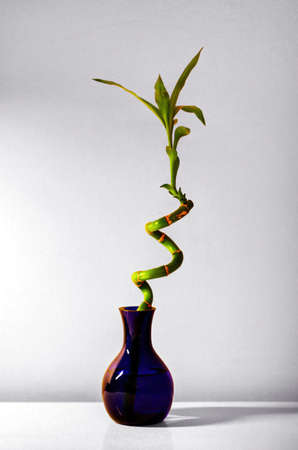 Lucky spiral bamboo in a purple vaseの写真素材