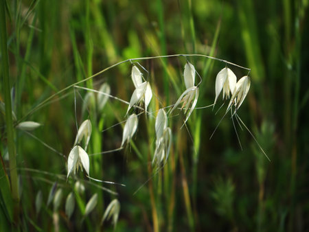 Wild Oats contrasting against a background of foliageの写真素材