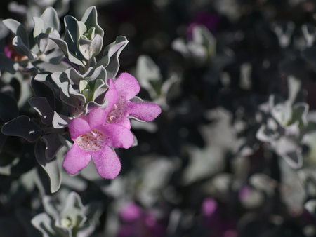 A pair of pink flowers with copy space