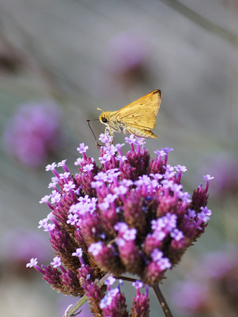 Skipper butterfly feeding on some tiny flowers
