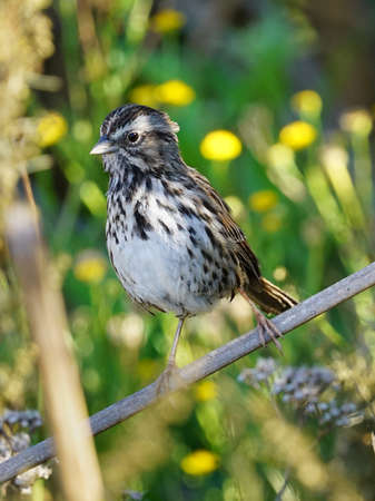 White-crowned sparrow perched on a marsh reedの写真素材