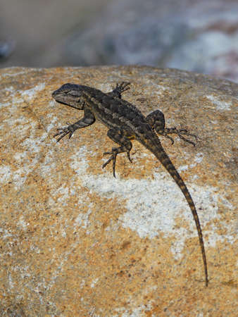 Lizard sunning itself on length on a boulderの写真素材