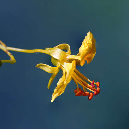 Macro close up of native blooming, yellow Palo Verde tree flower shows golden petals and stamen center.の写真素材