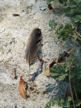bird feather on stone with live and fallen leavesの写真素材