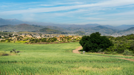 Lone hiker on trail new growing wheat field in Menifee, Califronia.の写真素材