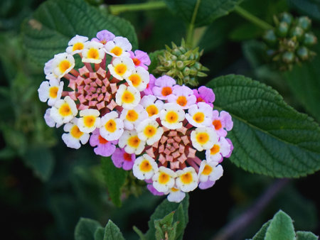 Close up of colorful common lantana flower.の写真素材