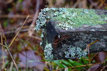 Lichen and moss growing on fallen timber