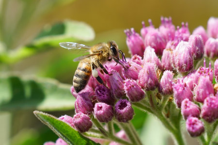 honey bee collecting nectar from cluster pink flowersの写真素材