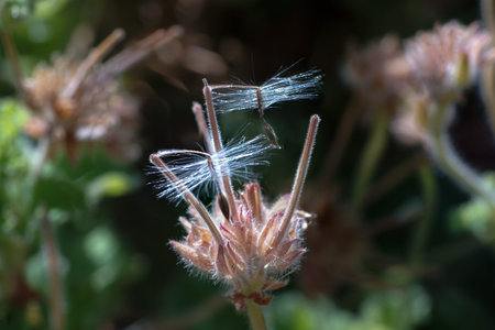 Close up of Night scented pelargonium seeds