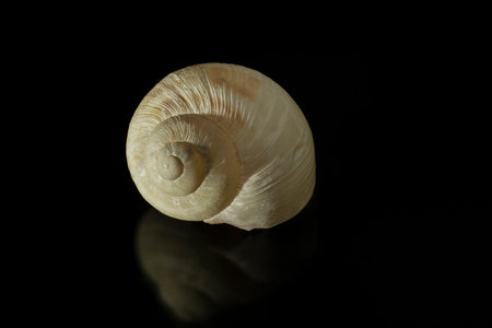 Close up of a snail shell showing fine detail