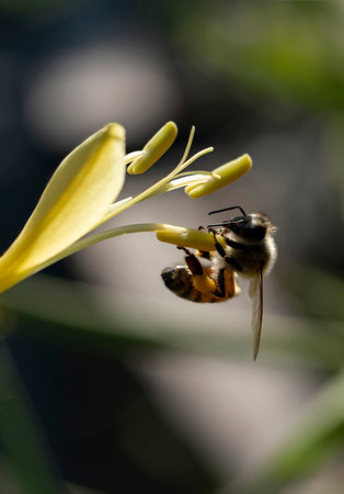 Close up of honey bee collecting nectar on beautiful yellow torch lilyの写真素材