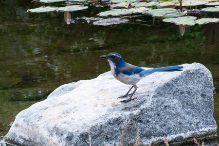 California Scrub-Jay perched on a rock in a lily pondの写真素材