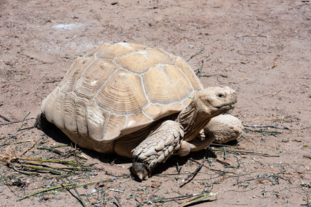 Front angle view of a Desert Tortoise