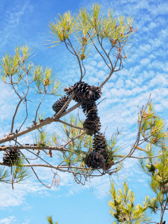 Pine cones on tree against blue sky with white cloudsの写真素材