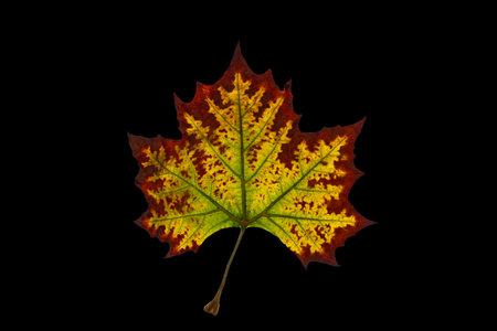 Fall leaf changing colors isolated on black backgroundの写真素材
