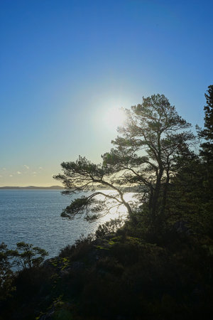 Sunshine through tree on bluff overlooking the oceanの写真素材