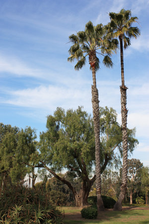View of lush greenery in a public park on a sunny dayの写真素材