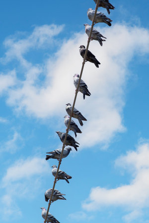 Pigeons perched on a power line with one facing a different directionの写真素材