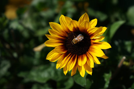 A bee working busily on a sunflower