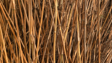 Close up of colors and textures of a golden bamboo forest.の写真素材